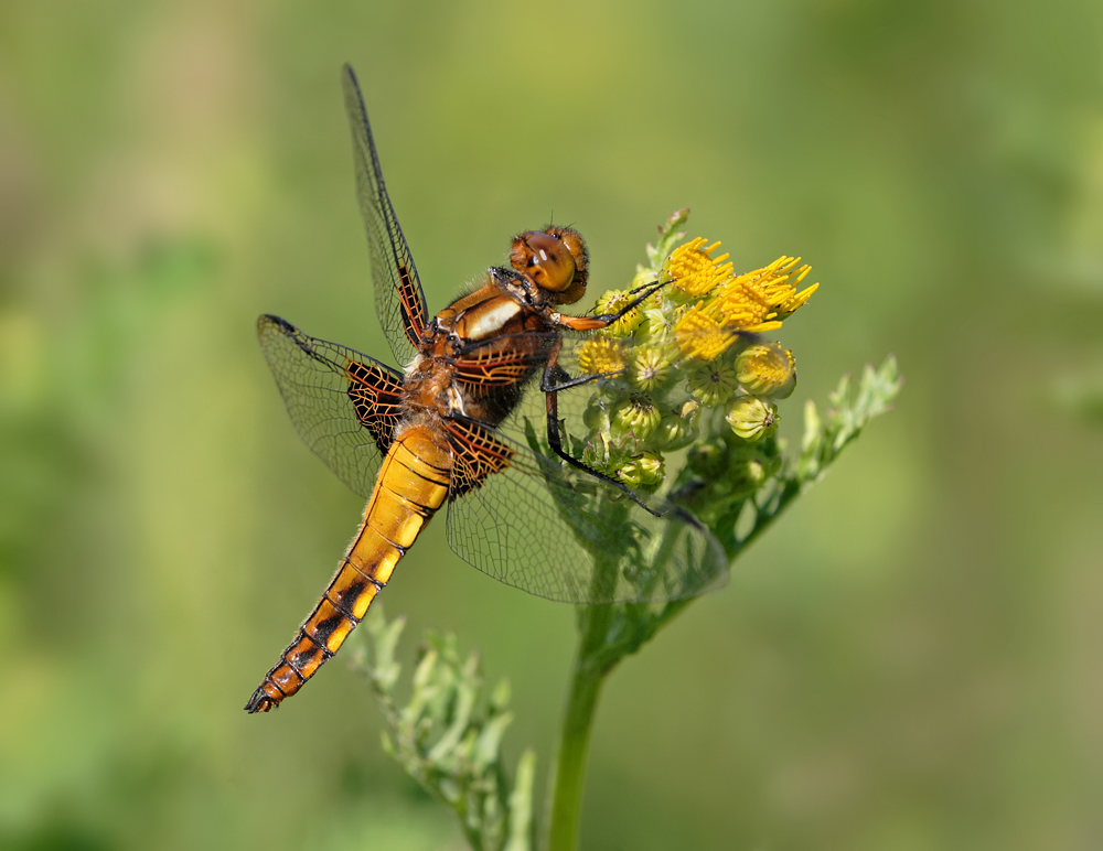 Broad Bodied Chaser female